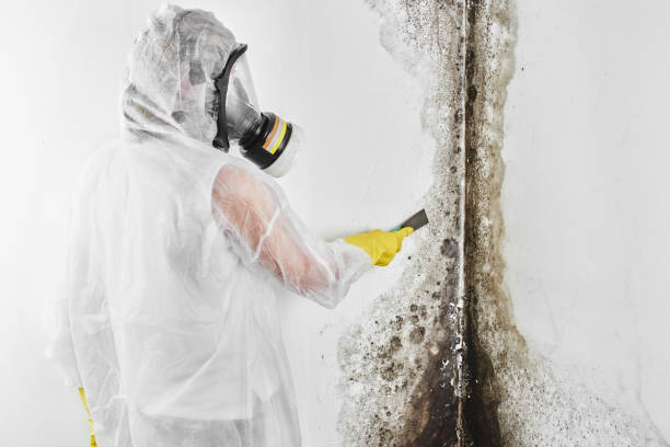 Best Emergency Mold Remediation in West Liberty, WV